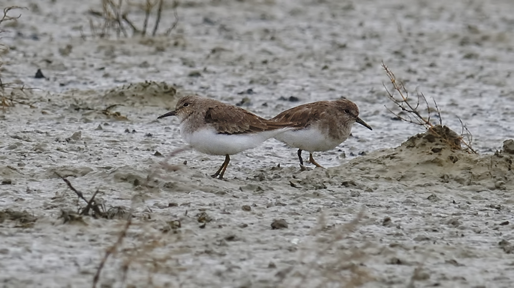 Temminck`s Stint