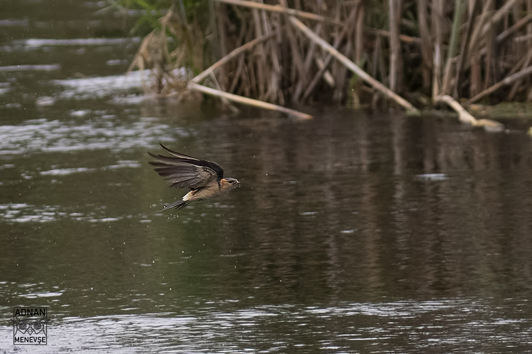 European Red-rumped Swallow