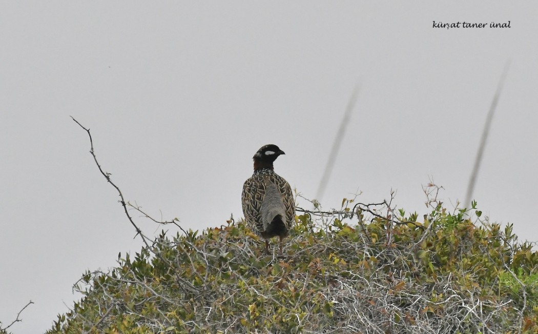 Black Francolin