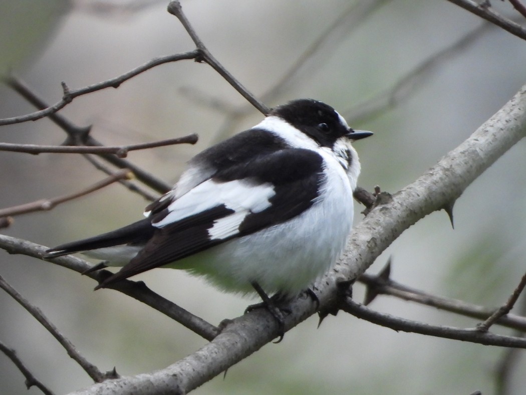 Collared Flycatcher