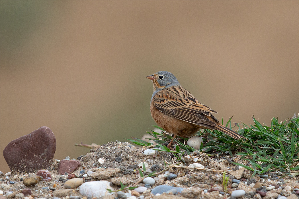 Cretzschmar`s Bunting