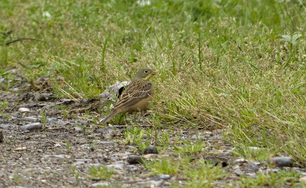Ortolan Bunting