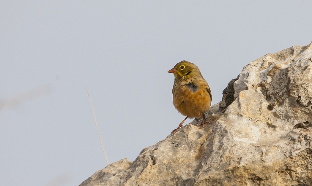 Ortolan Bunting