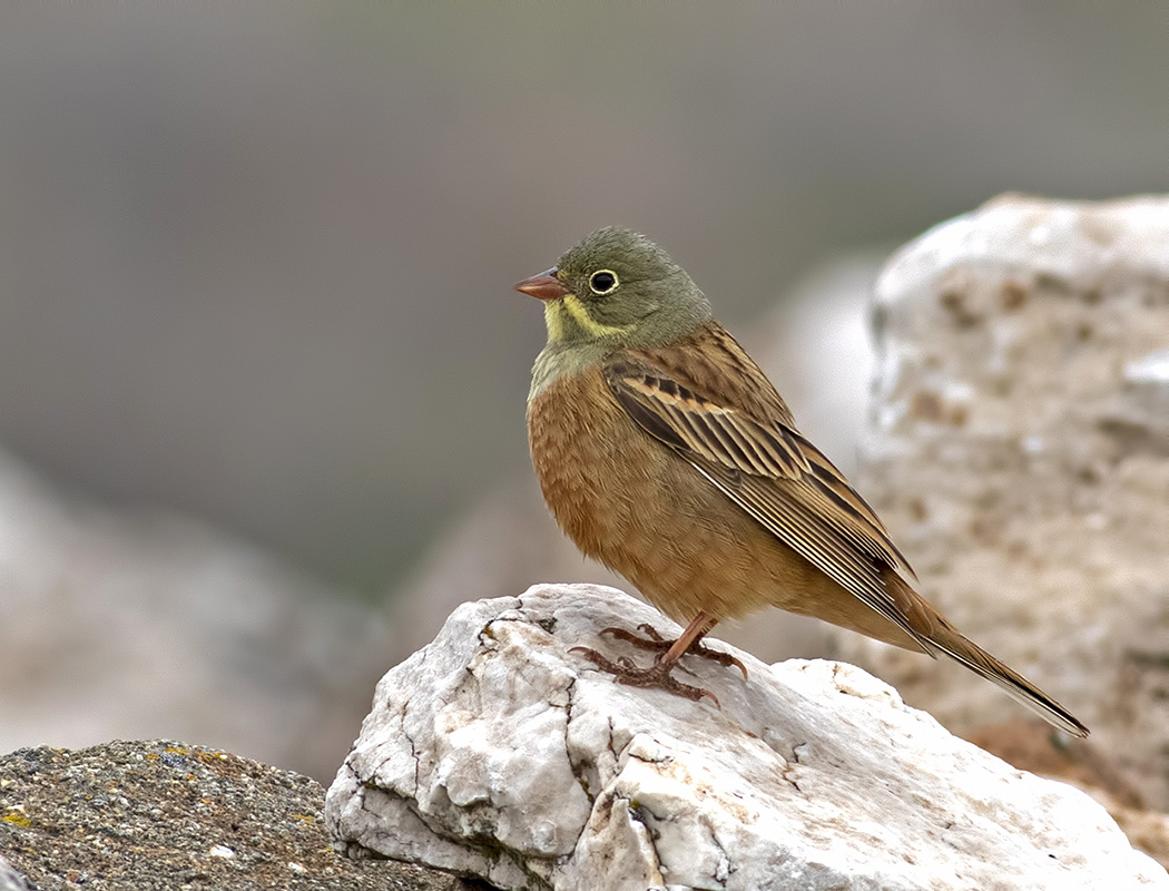 Ortolan Bunting