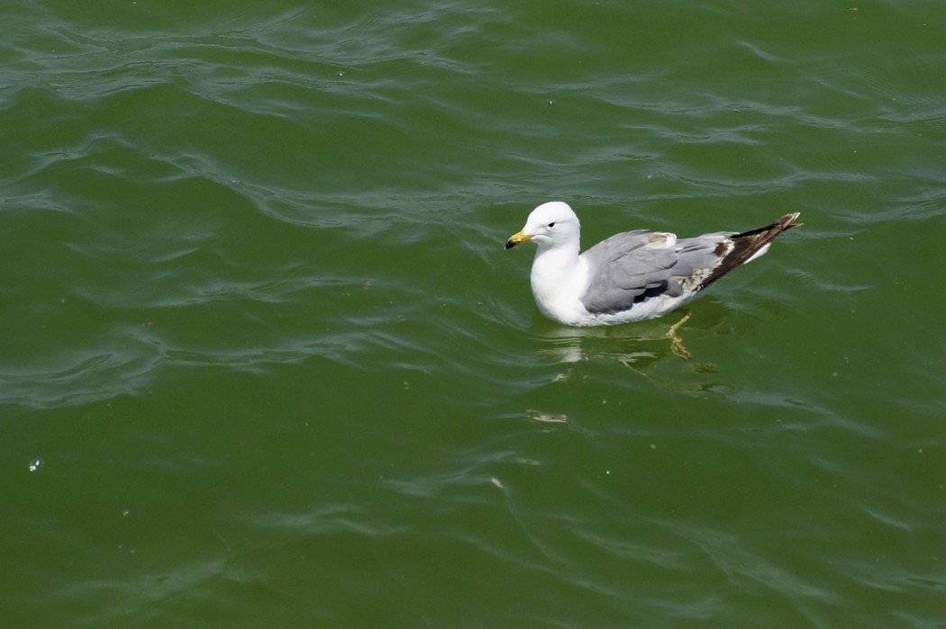 Armenian Gull