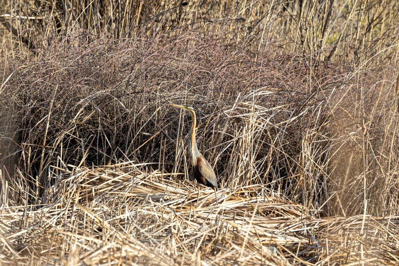 Purple Heron