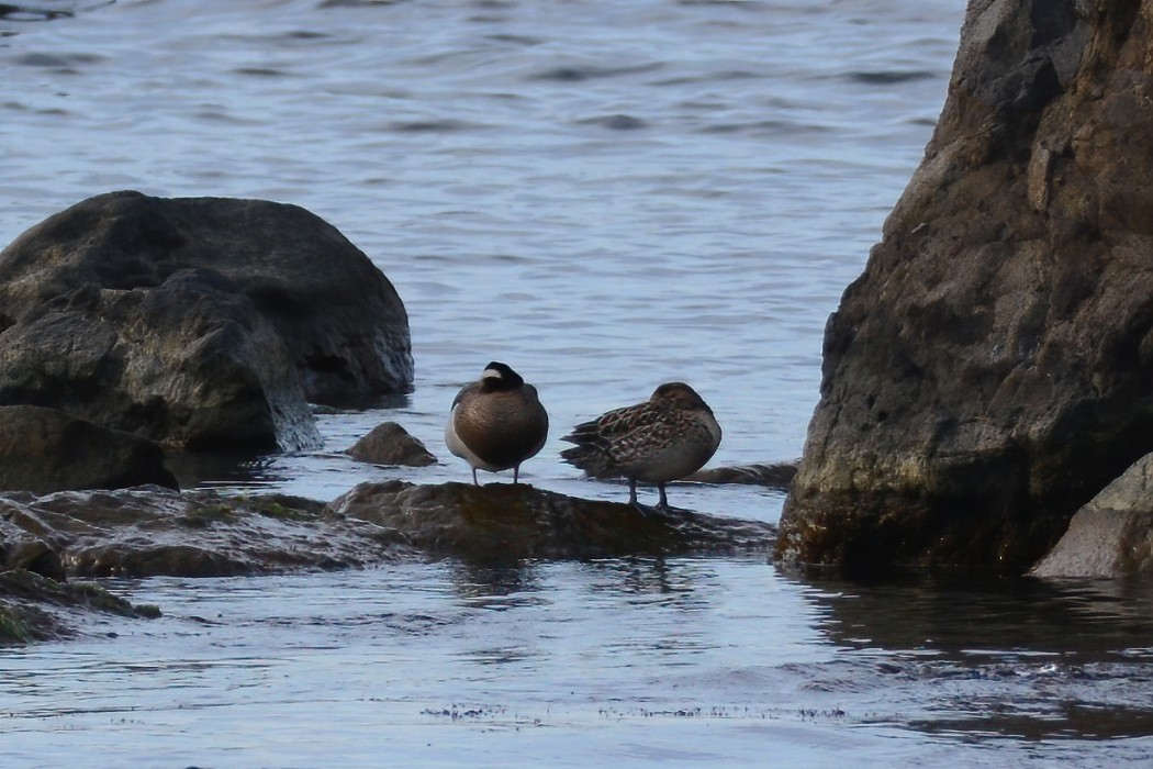 Garganey