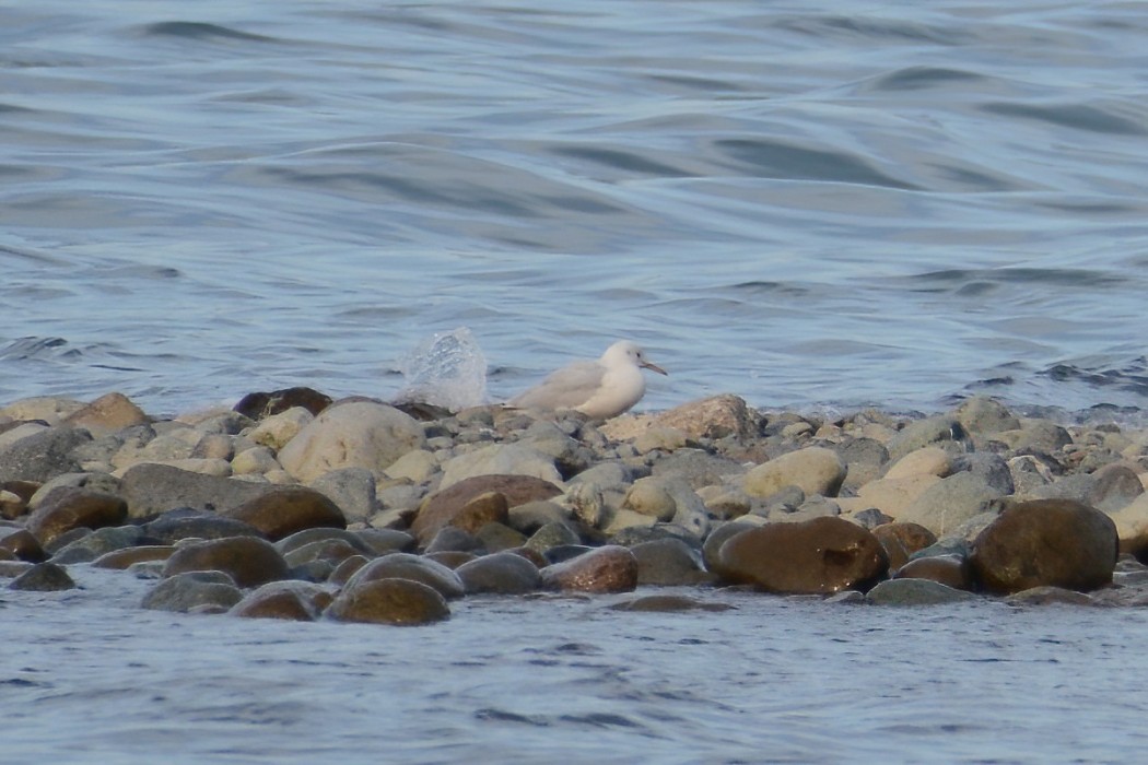 Slender-billed Gull