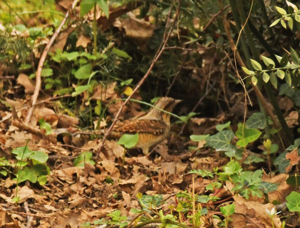 Eurasian Wryneck