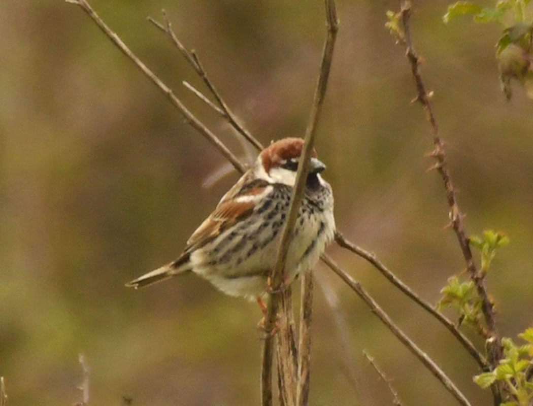 Spanish Sparrow