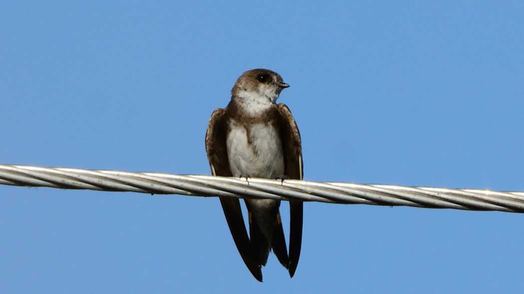 Sand Martin