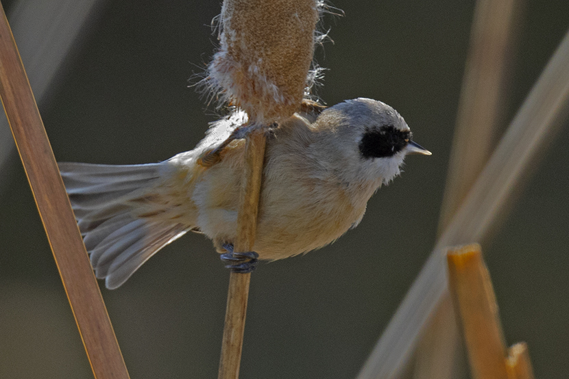 Eurasian Penduline Tit