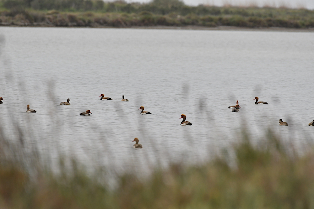 Red-crested Pochard