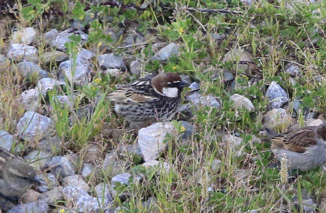 Spanish Sparrow