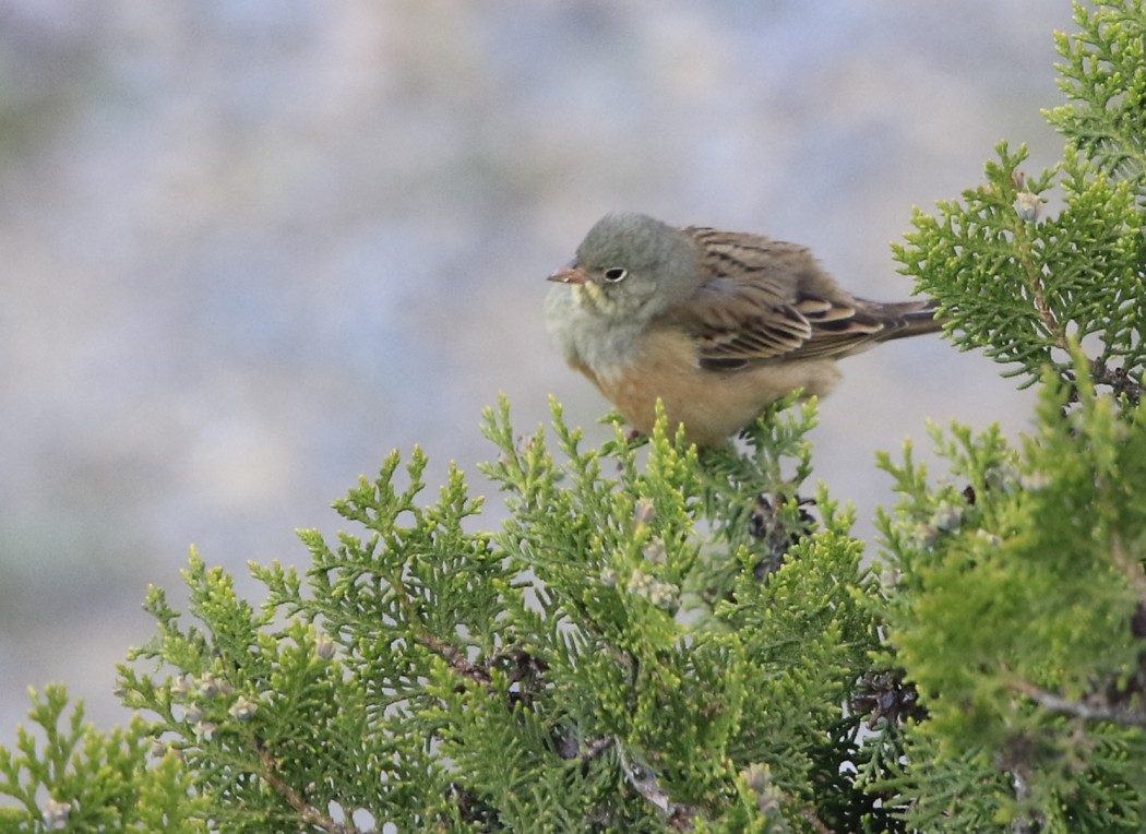 Ortolan Bunting