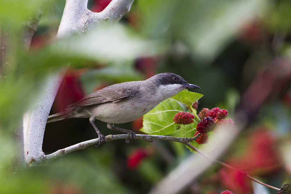 Eastern Orphean Warbler