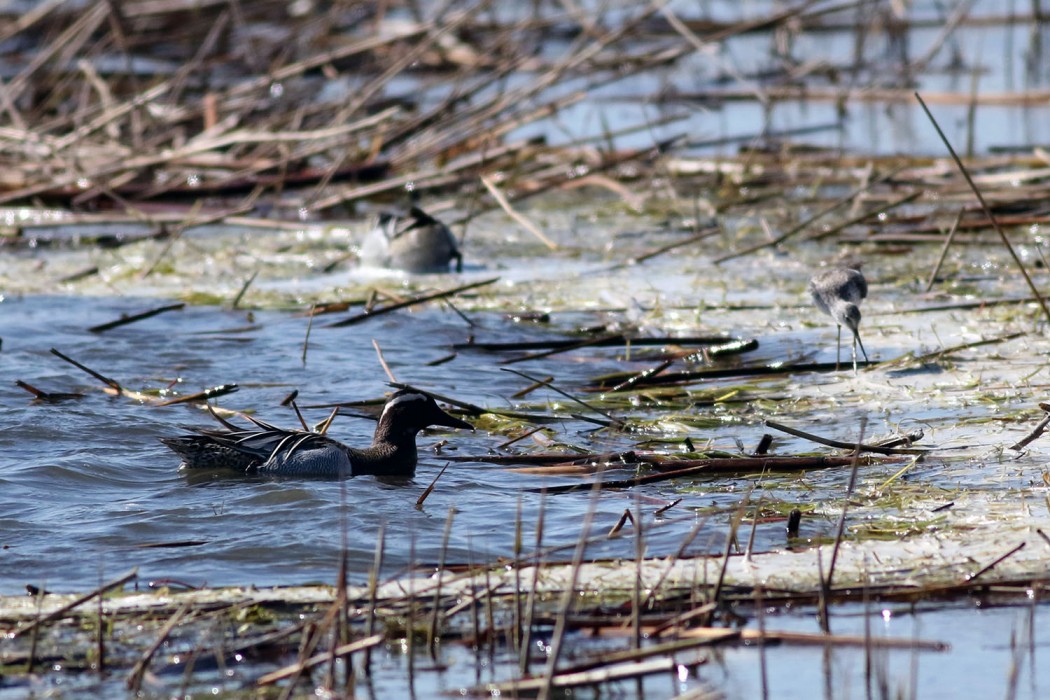 Garganey