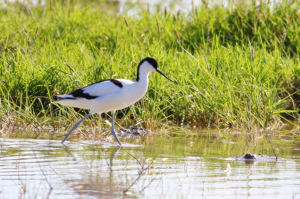 Pied Avocet