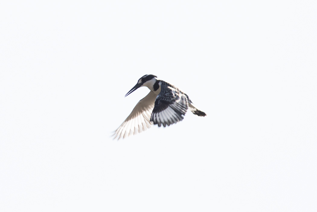 Pied Kingfisher