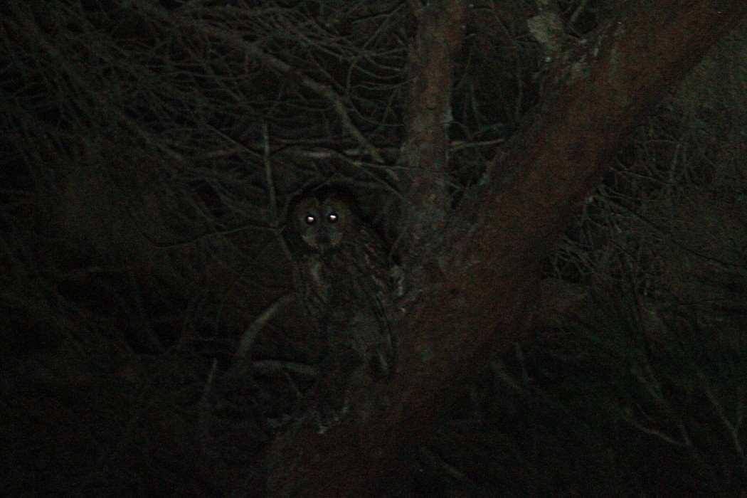 Alaca Baykuş