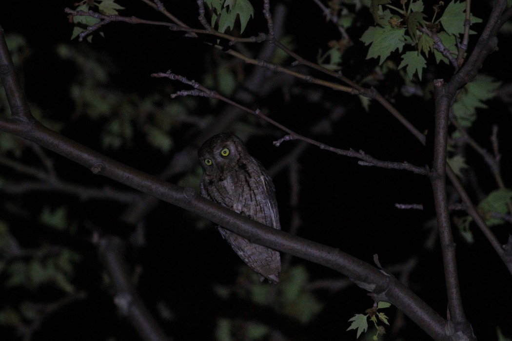 Eurasian Scops Owl