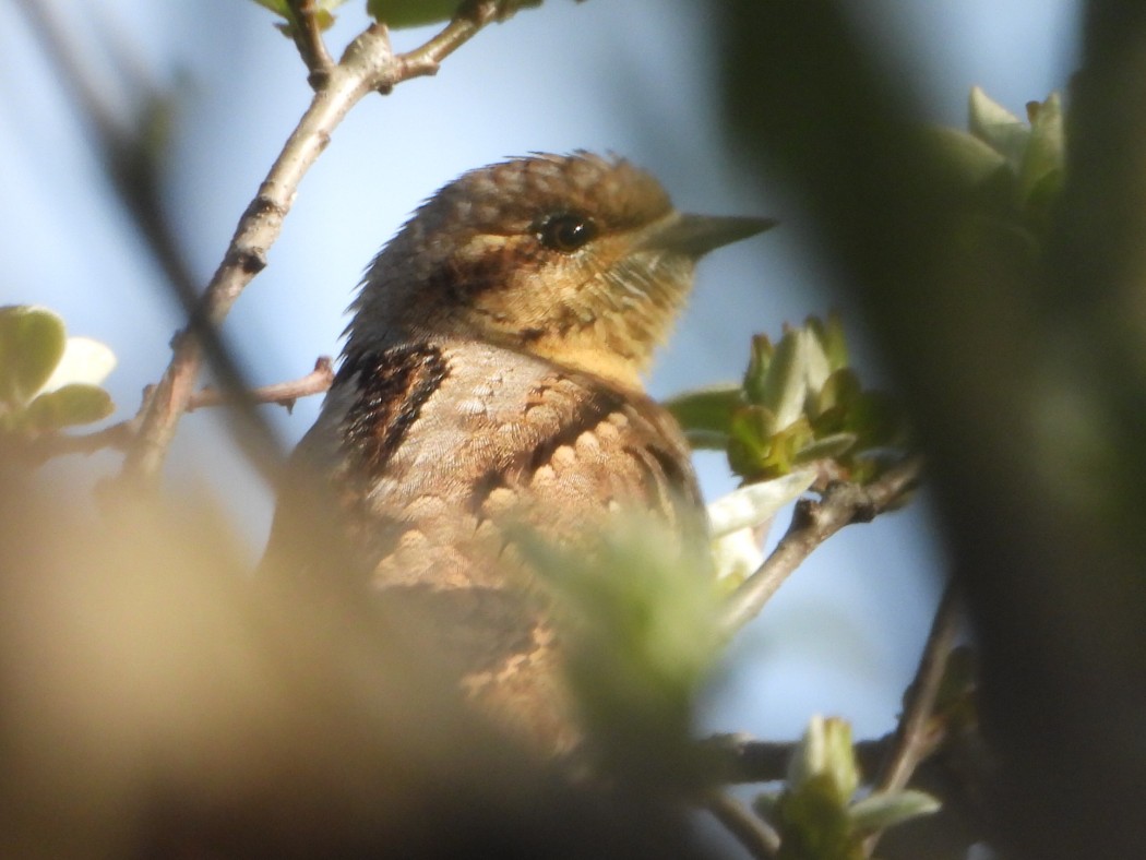 Eurasian Wryneck