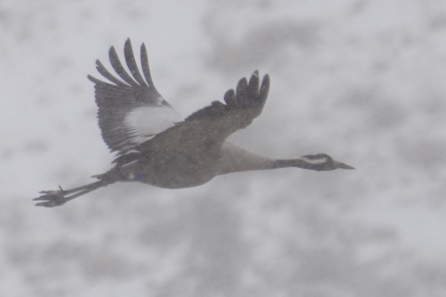 Common Crane