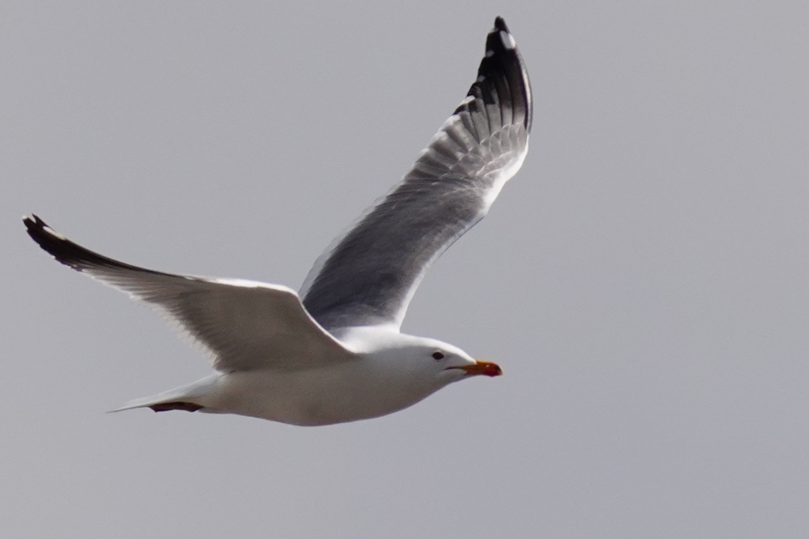 Armenian Gull