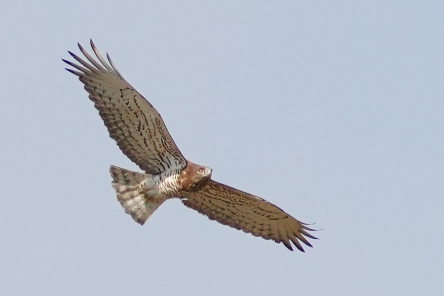 Yılan Kartalı