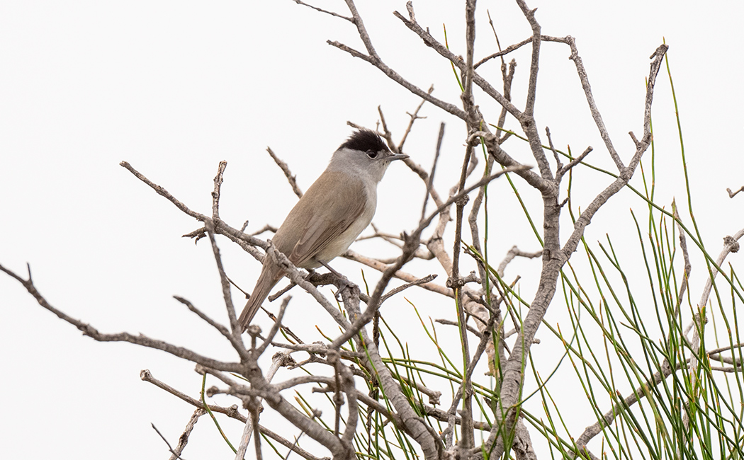 Eurasian Blackcap