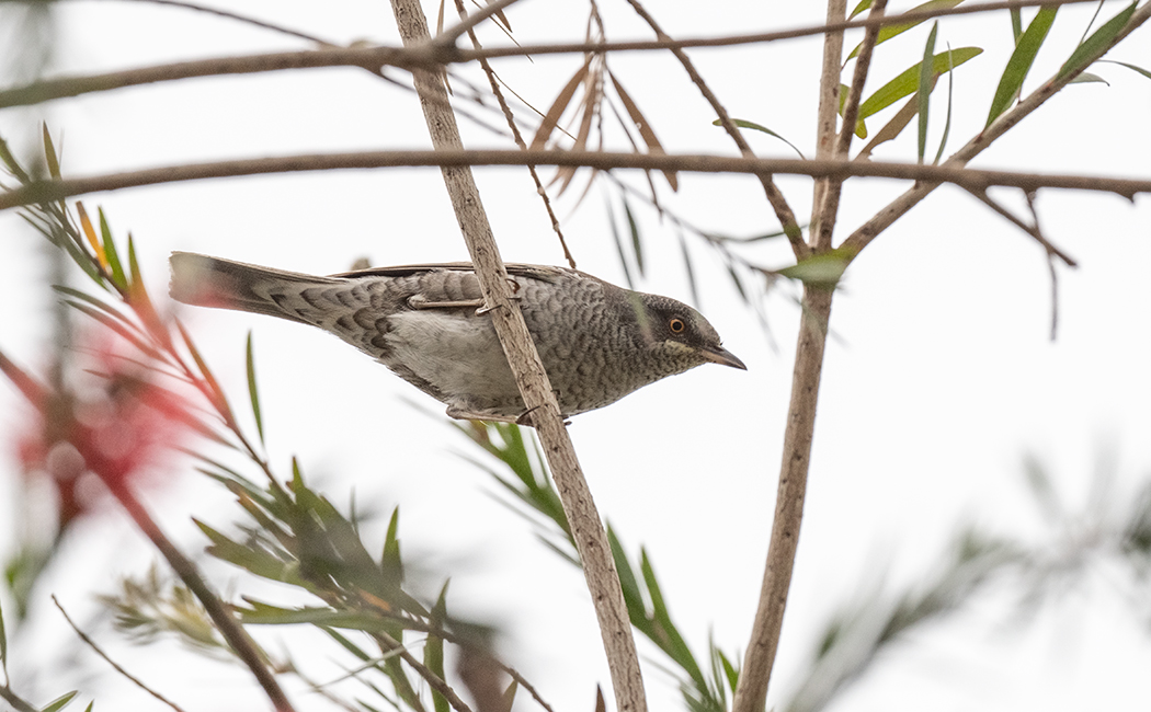 Barred Warbler