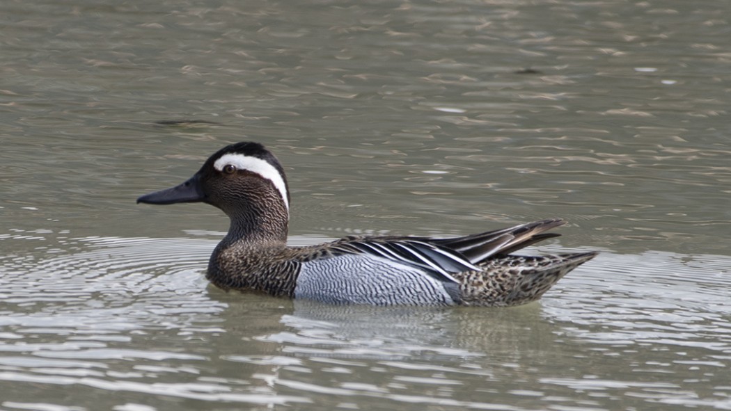 Garganey