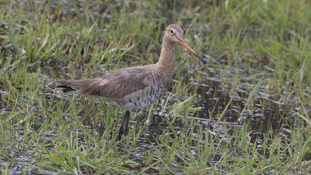Black-tailed Godwit