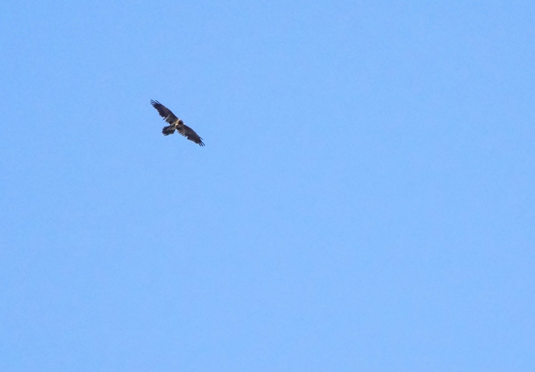 Bearded Vulture