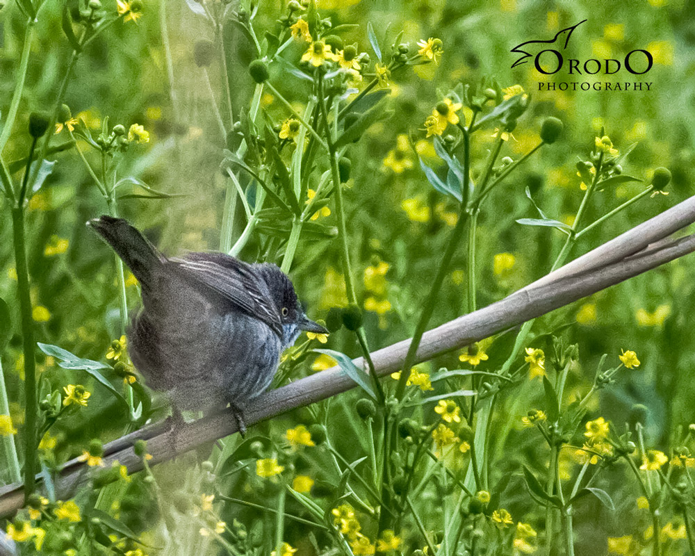 Barred Warbler