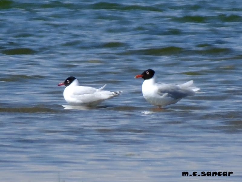 Mediterranean Gull