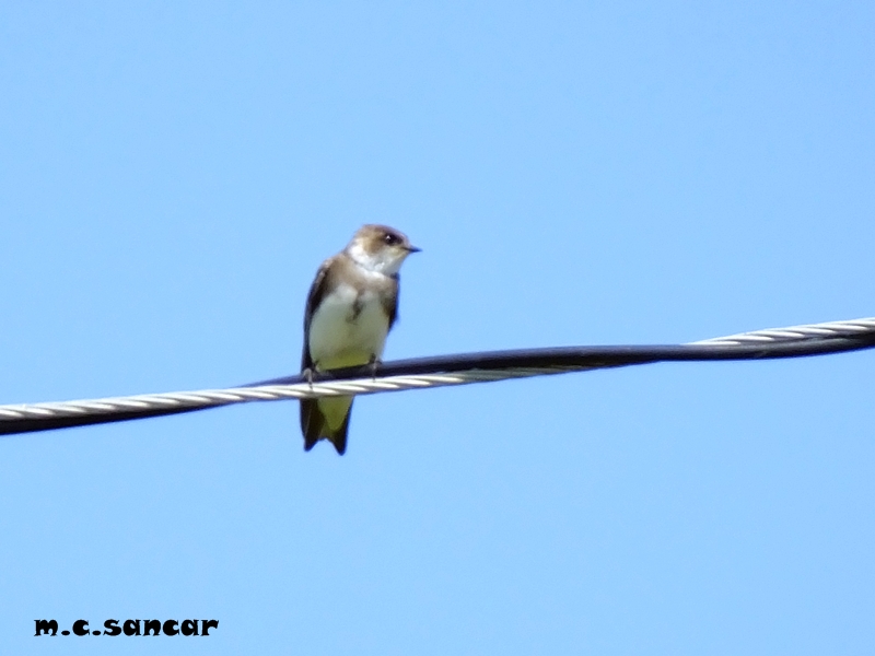 Sand Martin
