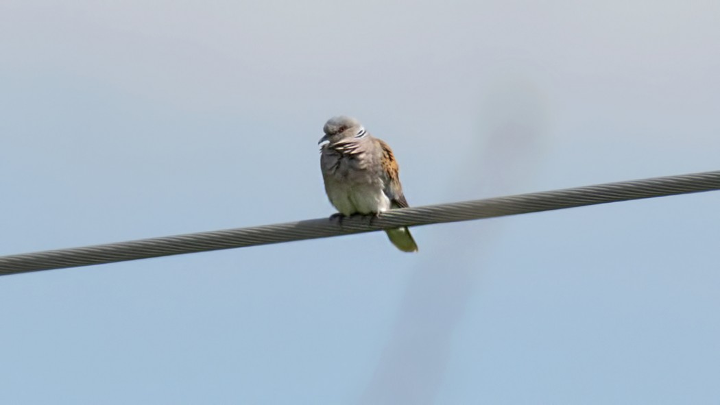 European Turtle Dove