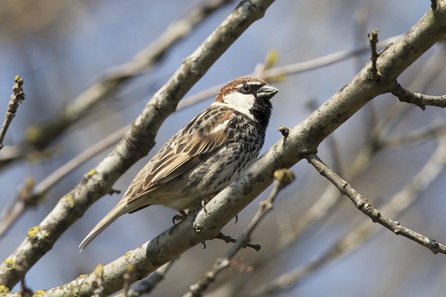Spanish Sparrow