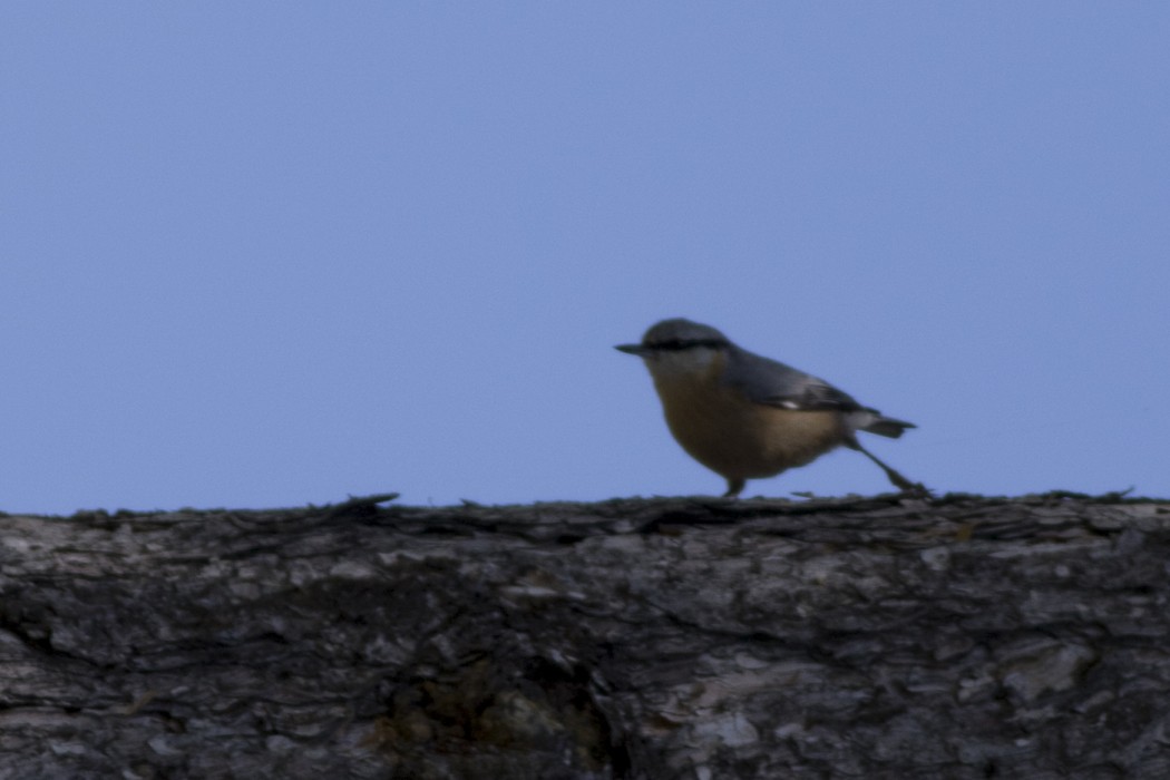 Eurasian Nuthatch