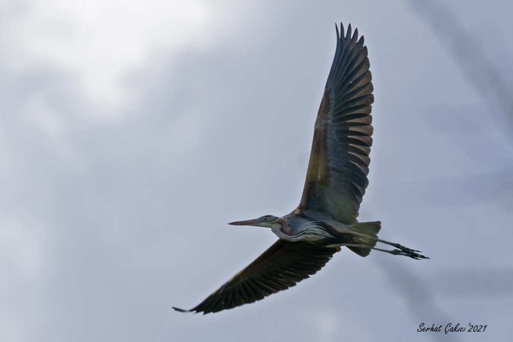 Purple Heron