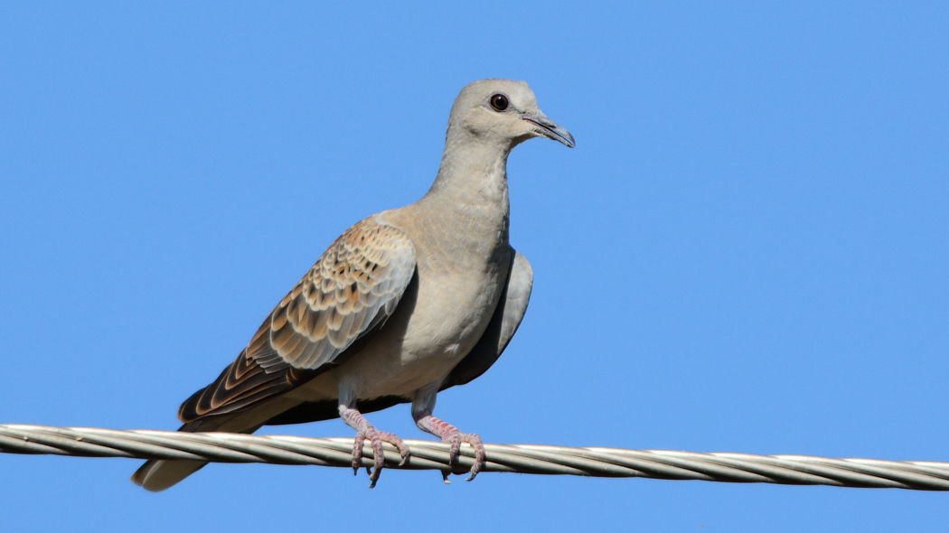 European Turtle Dove