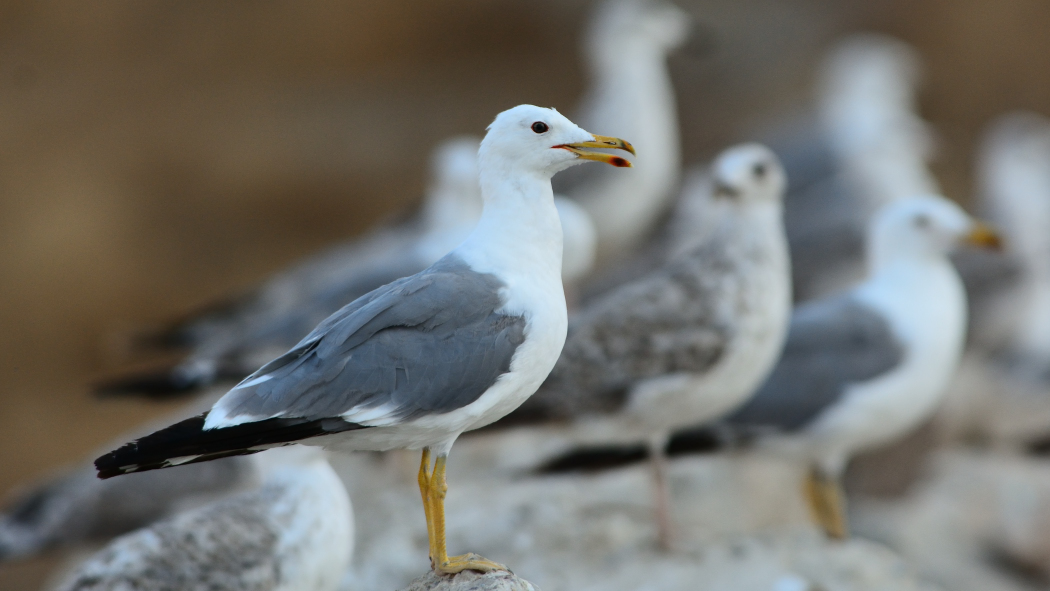 Armenian Gull