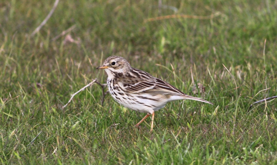 Meadow Pipit