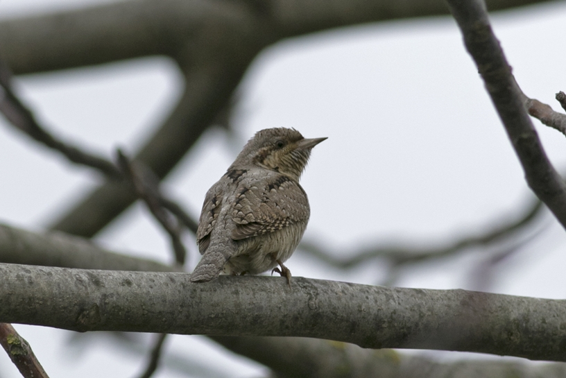 Eurasian Wryneck