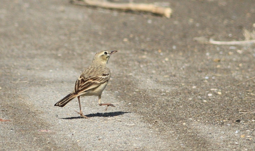 Tawny Pipit