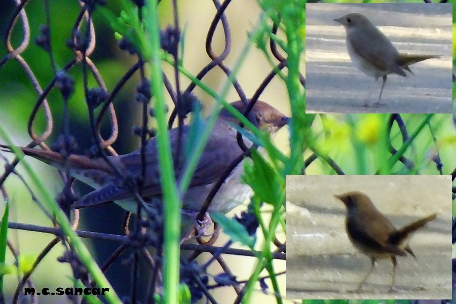 Thrush Nightingale