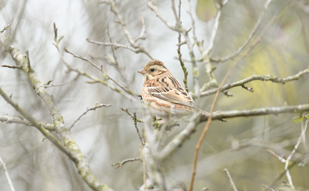 Rustic Bunting