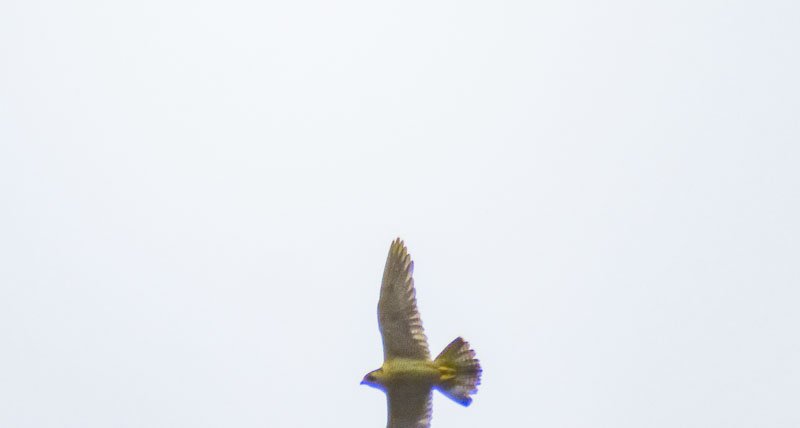 Peregrine Falcon