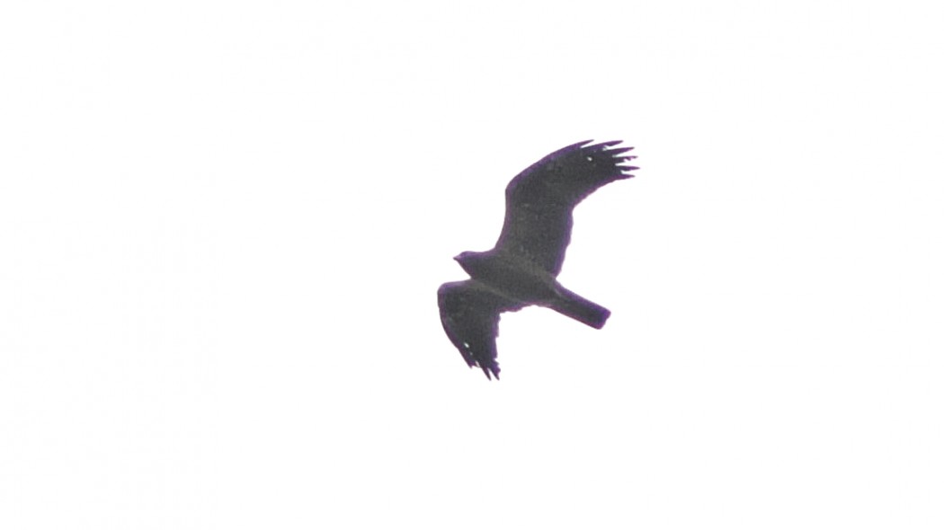 Küçük Kartal